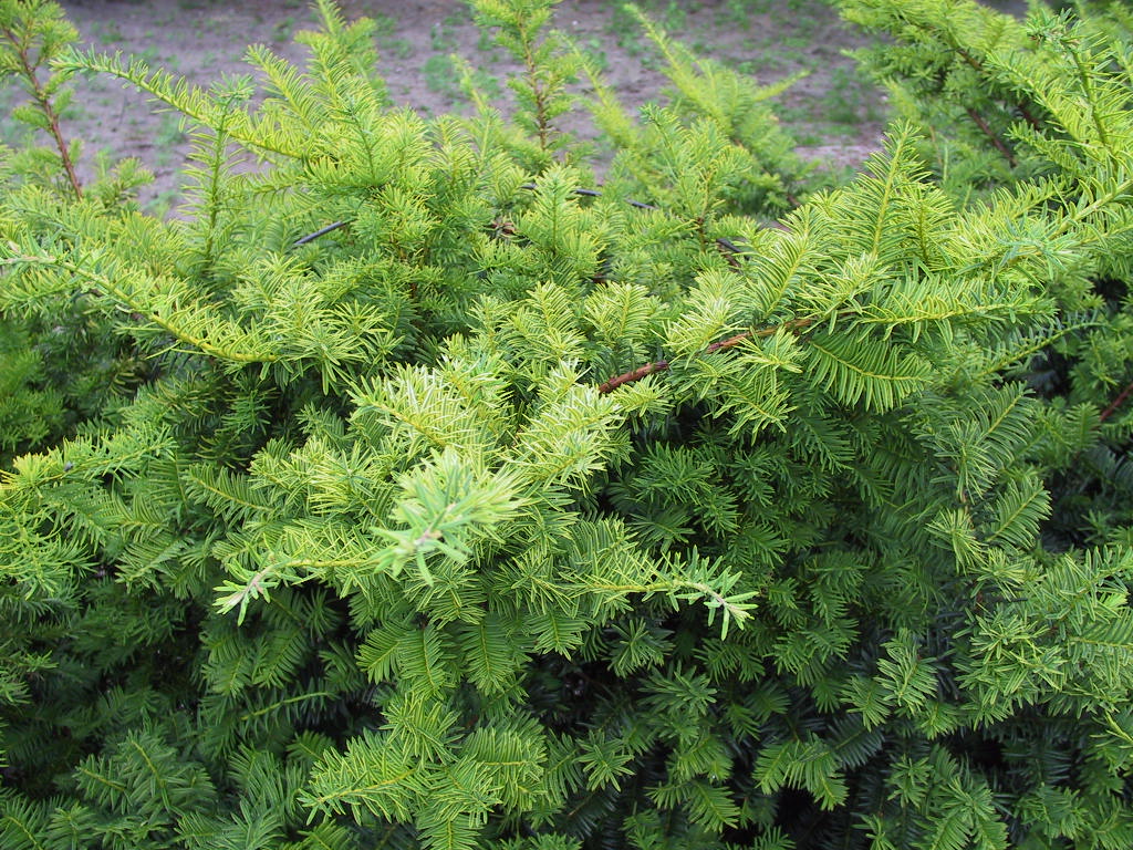 Taxus baccata Washingtonii.jpg